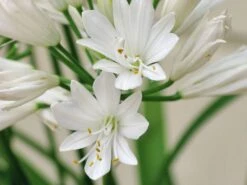 Afrika-Schmucklilie 'Double Diamond'