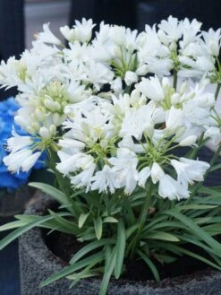 Edelrosen Geschaft -Edelrosen Geschaft afrika schmucklilie double diamond m117778 w 0