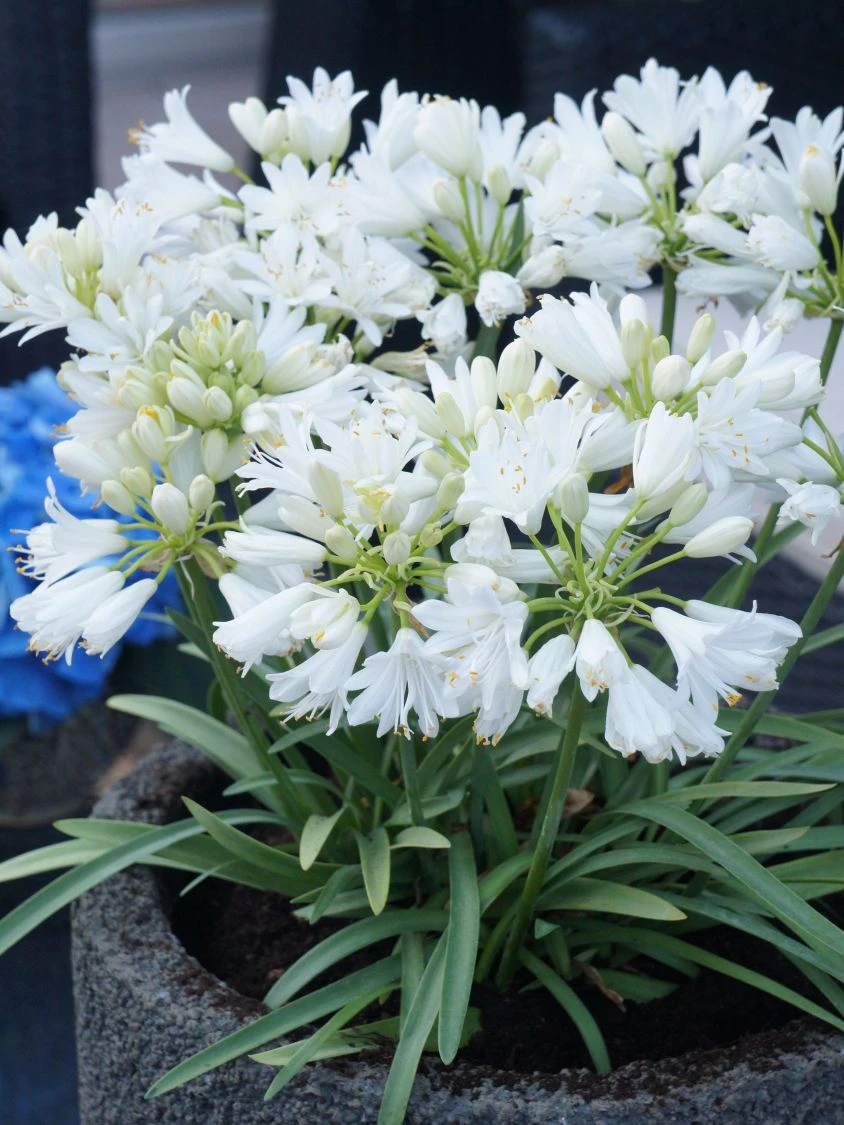 Afrika-Schmucklilie 'Double Diamond' 2 Afrika-Schmucklilie 'Double Diamond' – Bild 2