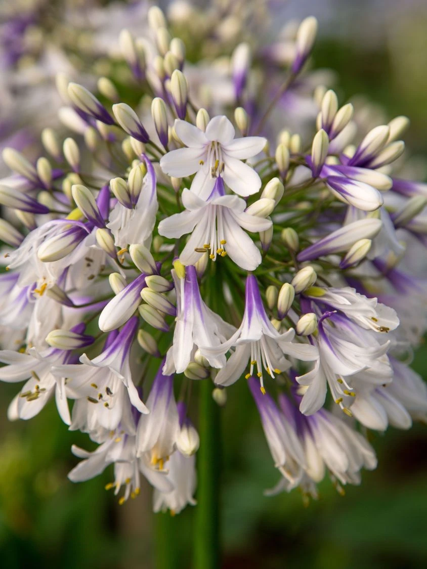 Afrika-Schmucklilie 'Fireworks' 5 Afrika-Schmucklilie 'Fireworks' – Bild 5