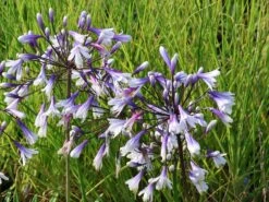 Afrika-Schmucklilie 'Fireworks' 8 Afrika-Schmucklilie 'Fireworks' -Edelrosen Geschaft afrika schmucklilie fireworks m117776 w 1