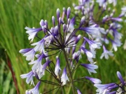 Edelrosen Geschaft -Edelrosen Geschaft afrika schmucklilie fireworks m117776 w 2