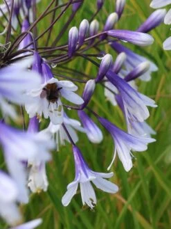 Afrika-Schmucklilie 'Fireworks' 7 Afrika-Schmucklilie 'Fireworks' -Edelrosen Geschaft afrika schmucklilie fireworks m117776 w 3