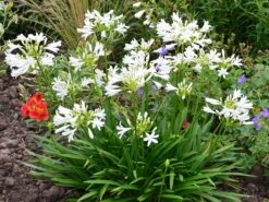 Afrika-Schmucklilie 'Pitchoune White' -Edelrosen Geschaft afrika schmucklilie pitchoune white m117774 w 0