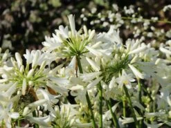 Afrika-Schmucklilie 'Pitchoune White' -Edelrosen Geschaft afrika schmucklilie pitchoune white m117774 w 2