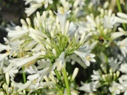 Edelrosen Geschaft -Edelrosen Geschaft afrika schmucklilie pitchoune white m117774 w 3