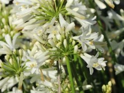 Afrika-Schmucklilie 'Pitchoune White' -Edelrosen Geschaft afrika schmucklilie pitchoune white m117774 w 4