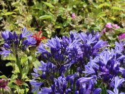 Afrikanische Schmucklilie 'Charlotte' -Edelrosen Geschaft afrikanische schmucklilie charlotte m117779 w 1