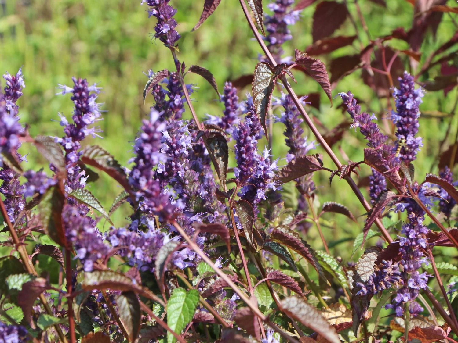 Anis-Duftnessel 'Little Adder' 2 Anis-Duftnessel 'Little Adder' – Bild 2