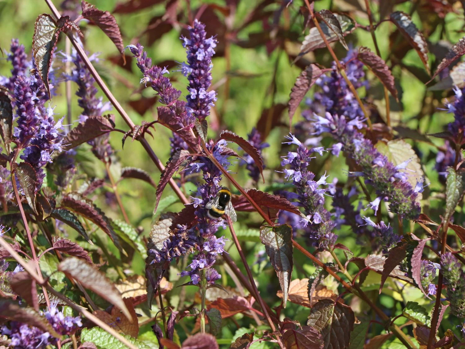 Anis-Duftnessel 'Little Adder' 4 Anis-Duftnessel 'Little Adder' – Bild 4