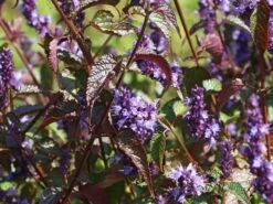 Anis-Duftnessel 'Little Adder' 7 Anis-Duftnessel 'Little Adder' -Edelrosen Geschaft anis duftnessel little adder m103246 w 2