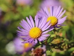 Aromatische Aster 'October Skies'