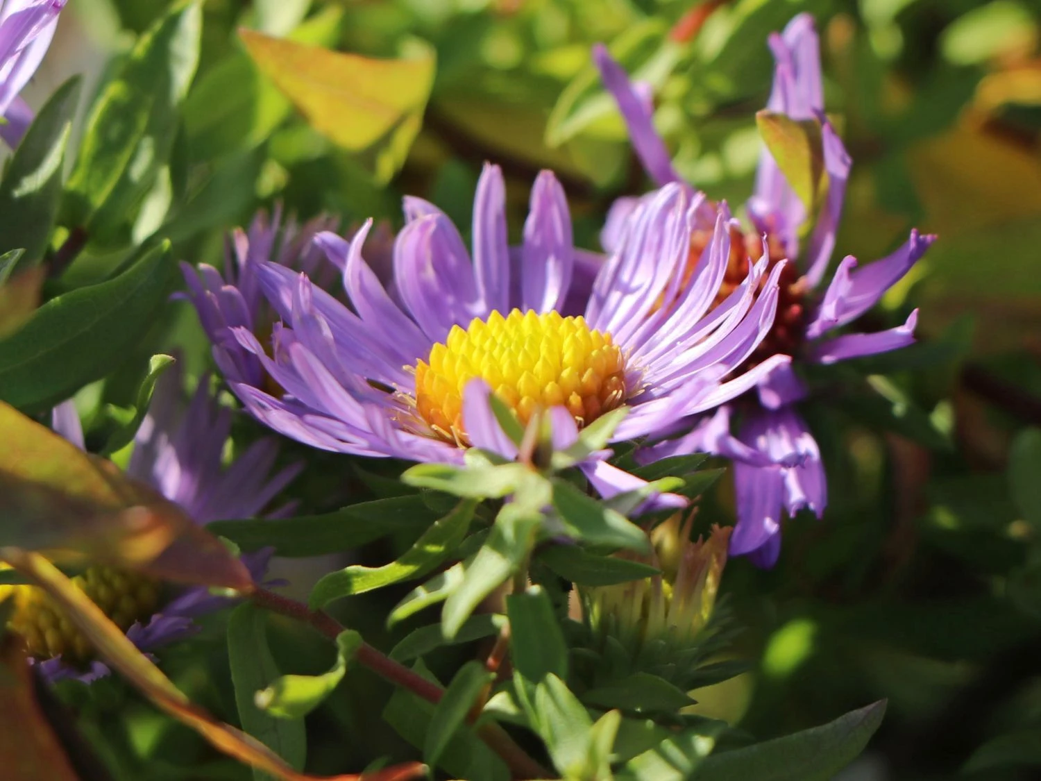Aromatische Aster 'October Skies' 4 Aromatische Aster 'October Skies' – Bild 4