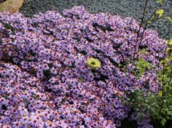 Aromatische Aster 'October Skies' 12 Aromatische Aster 'October Skies' -Edelrosen Geschaft aromatische aster october skies m078088 w 2