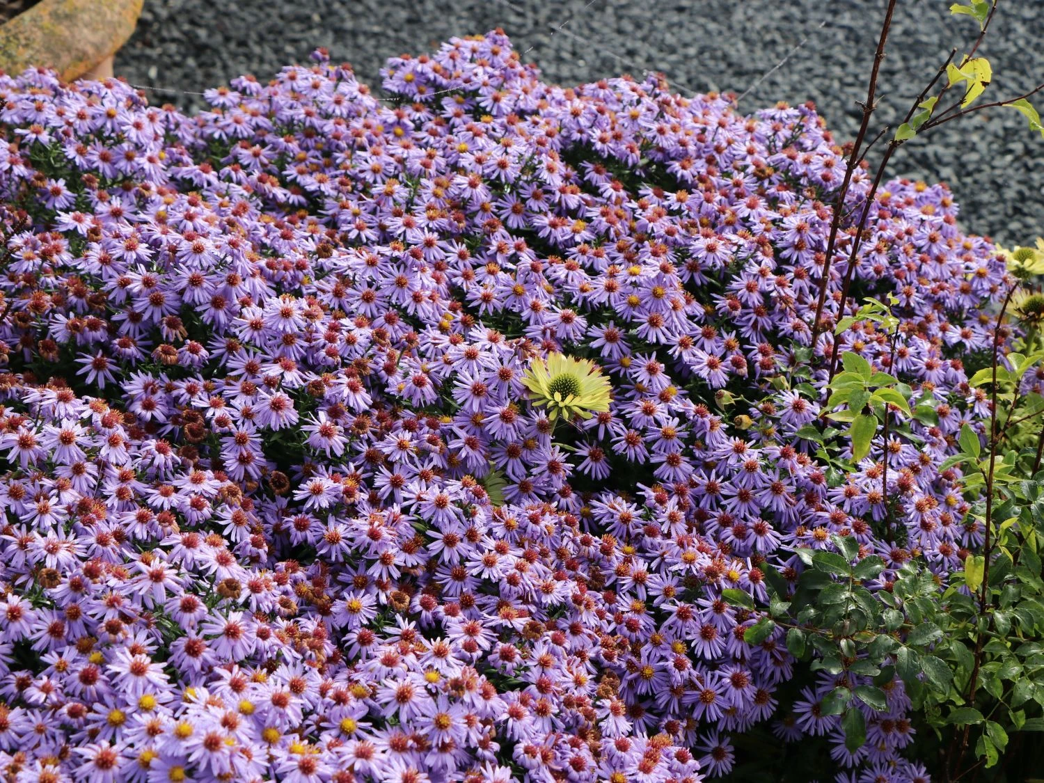 Aromatische Aster 'October Skies' 6 Aromatische Aster 'October Skies' – Bild 6