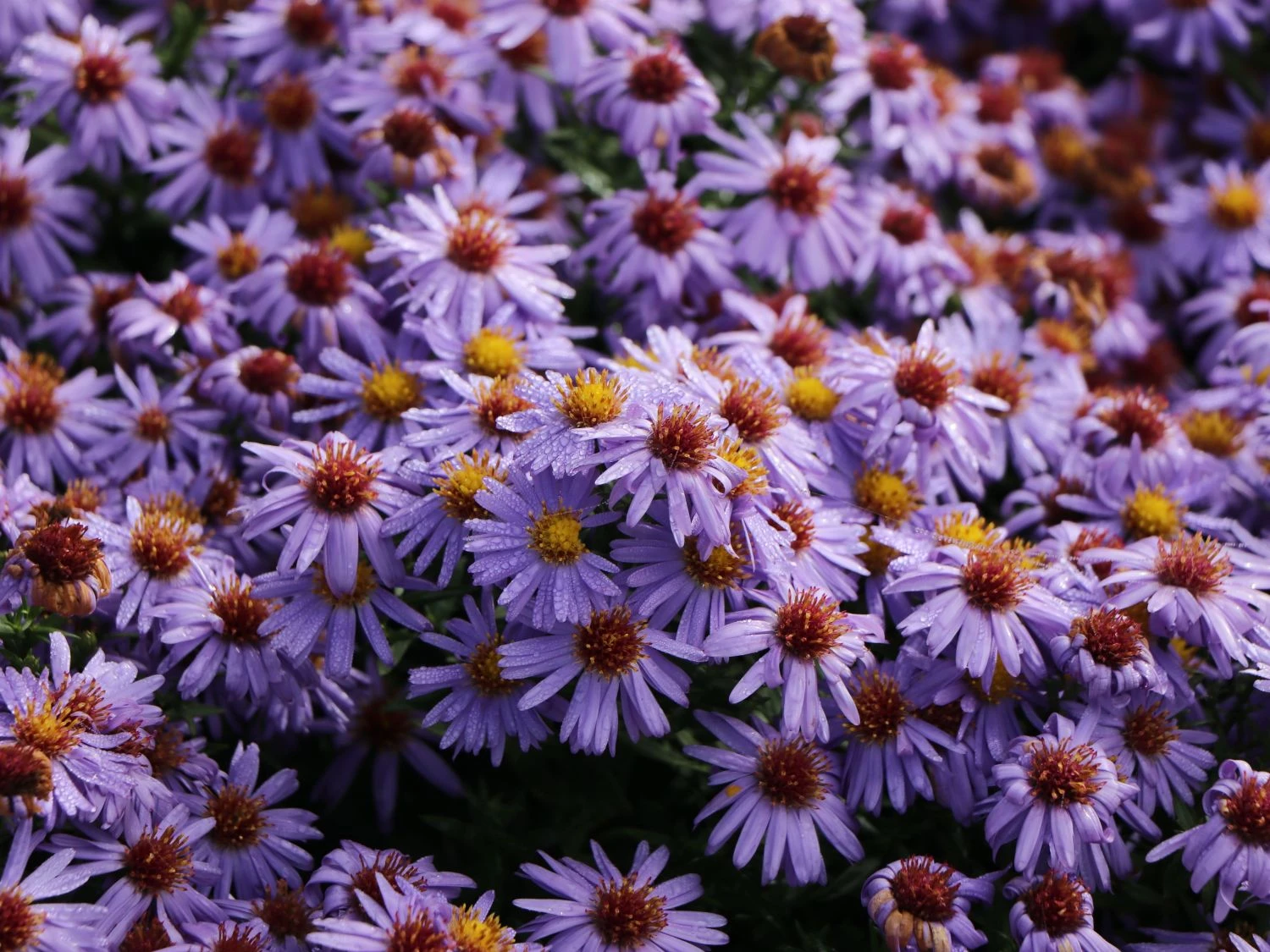 Aromatische Aster 'October Skies' 7 Aromatische Aster 'October Skies' – Bild 7