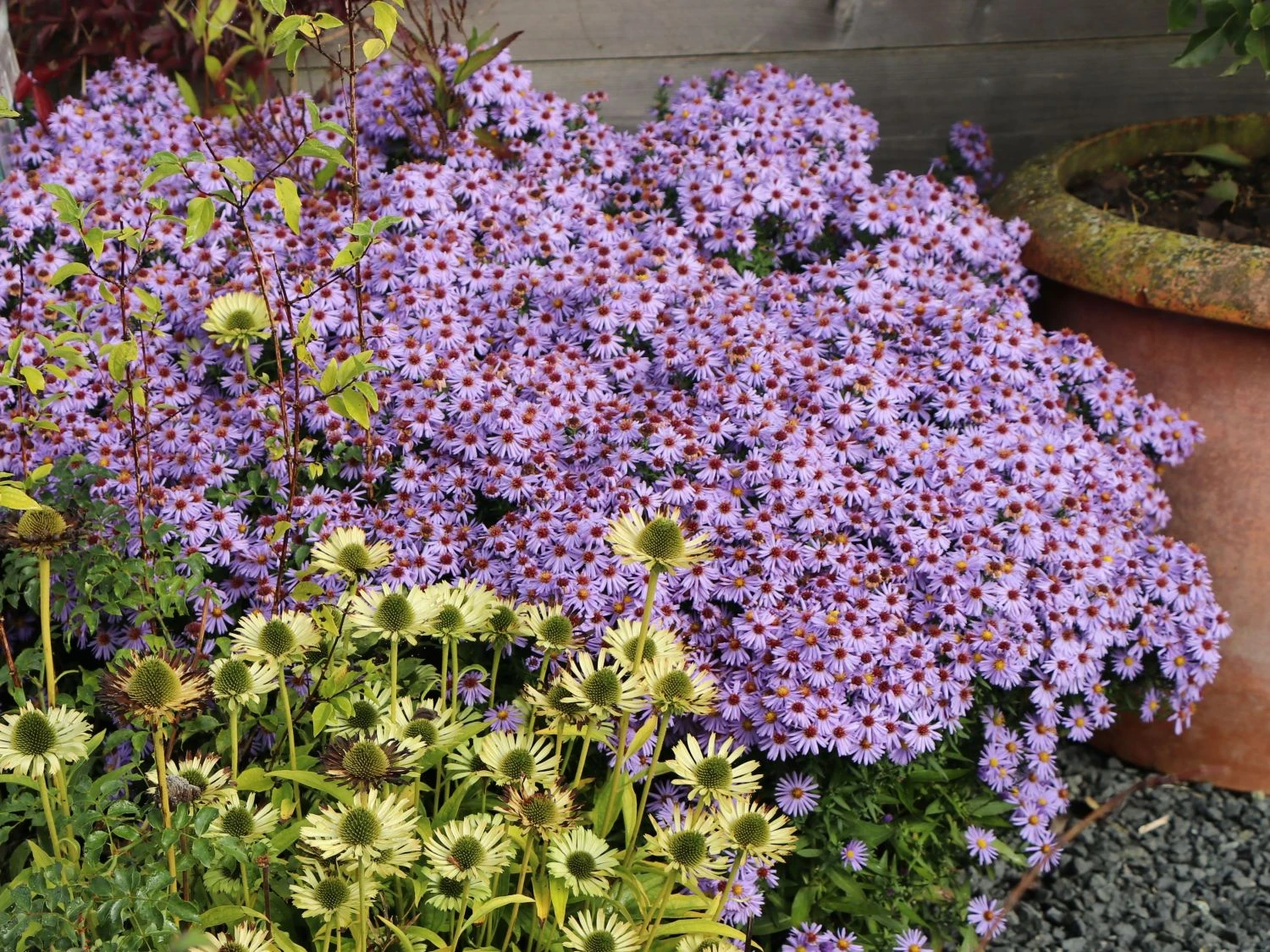 Aromatische Aster 'October Skies' 3 Aromatische Aster 'October Skies' – Bild 3