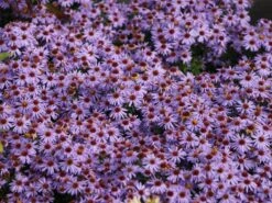 Aromatische Aster 'October Skies' 11 Aromatische Aster 'October Skies' -Edelrosen Geschaft aromatische aster october skies m078088 w 5