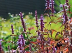 Asiatische Duftnessel 'After Eight' -Edelrosen Geschaft asiatische duftnessel after eight m078034 w 0