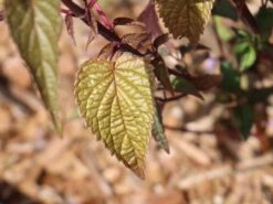 Asiatische Duftnessel 'After Eight' -Edelrosen Geschaft asiatische duftnessel after eight m078034 w 1