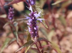 Asiatische Duftnessel 'After Eight' -Edelrosen Geschaft asiatische duftnessel after eight m078034 w 2