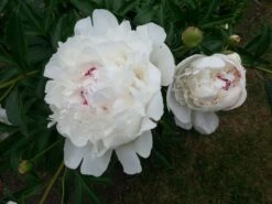 Asiatische Edel-Pfingstrose 'Festiva Maxima' -Edelrosen Geschaft asiatische edel pfingstrose festiva maxima m044965 431639 0