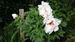 Asiatische Edel-Pfingstrose 'Festiva Maxima' -Edelrosen Geschaft asiatische edel pfingstrose festiva maxima m044965 562351 0