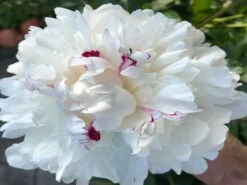 Asiatische Edel-Pfingstrose 'Festiva Maxima' -Edelrosen Geschaft asiatische edel pfingstrose festiva maxima m044965 562800 0