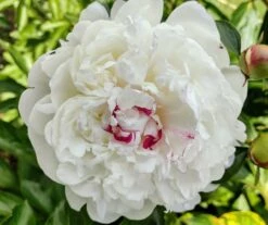 Asiatische Edel-Pfingstrose 'Festiva Maxima' -Edelrosen Geschaft asiatische edel pfingstrose festiva maxima m044965 562800 0