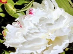 Asiatische Edel-Pfingstrose 'Festiva Maxima' -Edelrosen Geschaft asiatische edel pfingstrose festiva maxima m044965 562800 1