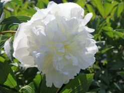 Asiatische Edel-Pfingstrose 'Festiva Maxima' -Edelrosen Geschaft asiatische edel pfingstrose festiva maxima m044965 w 0