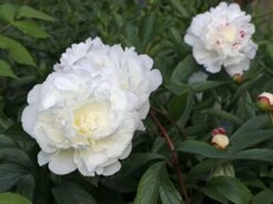 Asiatische Edel-Pfingstrose 'Festiva Maxima' -Edelrosen Geschaft asiatische edel pfingstrose festiva maxima m044965 w 2