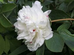 Asiatische Edel-Pfingstrose 'Festiva Maxima' -Edelrosen Geschaft asiatische edel pfingstrose festiva maxima m044965 w 3