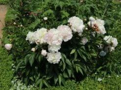 Asiatische Edel-Pfingstrose 'Festiva Maxima' -Edelrosen Geschaft asiatische edel pfingstrose festiva maxima m044965 w 5