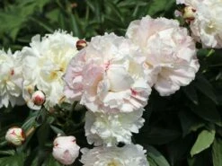 Asiatische Edel-Pfingstrose 'Festiva Maxima' -Edelrosen Geschaft asiatische edel pfingstrose festiva maxima m044965 w 6