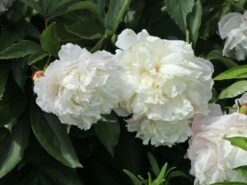 Asiatische Edel-Pfingstrose 'Festiva Maxima' -Edelrosen Geschaft asiatische edel pfingstrose festiva maxima m044965 w 7