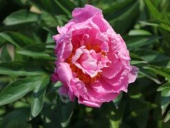 Asiatische Pfingstrose 'Alexander Fleming'