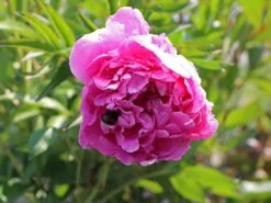 Asiatische Pfingstrose 'Alexander Fleming' -Edelrosen Geschaft asiatische pfingstrose alexander fleming m080050 w 0