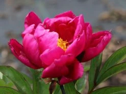 Asiatische Pfingstrose 'Alexander Fleming' -Edelrosen Geschaft asiatische pfingstrose alexander fleming m080050 w 1