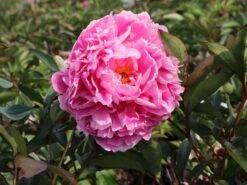 Asiatische Pfingstrose 'Alexander Fleming' -Edelrosen Geschaft asiatische pfingstrose alexander fleming m080050 w 2