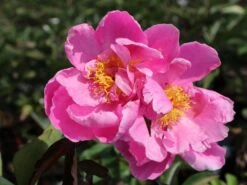 Asiatische Pfingstrose 'Alexander Fleming' -Edelrosen Geschaft asiatische pfingstrose alexander fleming m080050 w 3