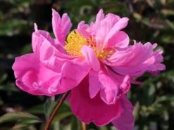 Asiatische Pfingstrose 'Alexander Fleming' -Edelrosen Geschaft asiatische pfingstrose alexander fleming m080050 w 4