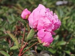 Asiatische Pfingstrose 'Alexander Fleming' -Edelrosen Geschaft asiatische pfingstrose alexander fleming m080050 w 5