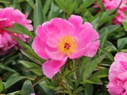 Asiatische Pfingstrose 'Alexander Fleming' -Edelrosen Geschaft asiatische pfingstrose alexander fleming m080050 w 7