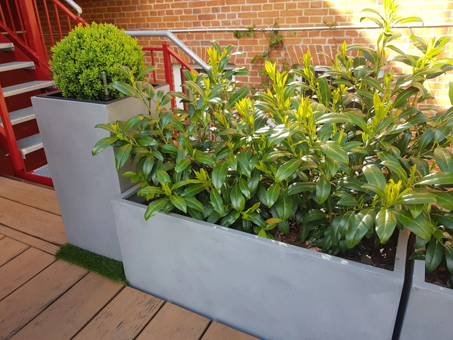 Aufrechter Kirschlorbeer / Lorbeerkirsche 'Herbergii' 11 Aufrechter Kirschlorbeer / Lorbeerkirsche 'Herbergii' – Bild 11