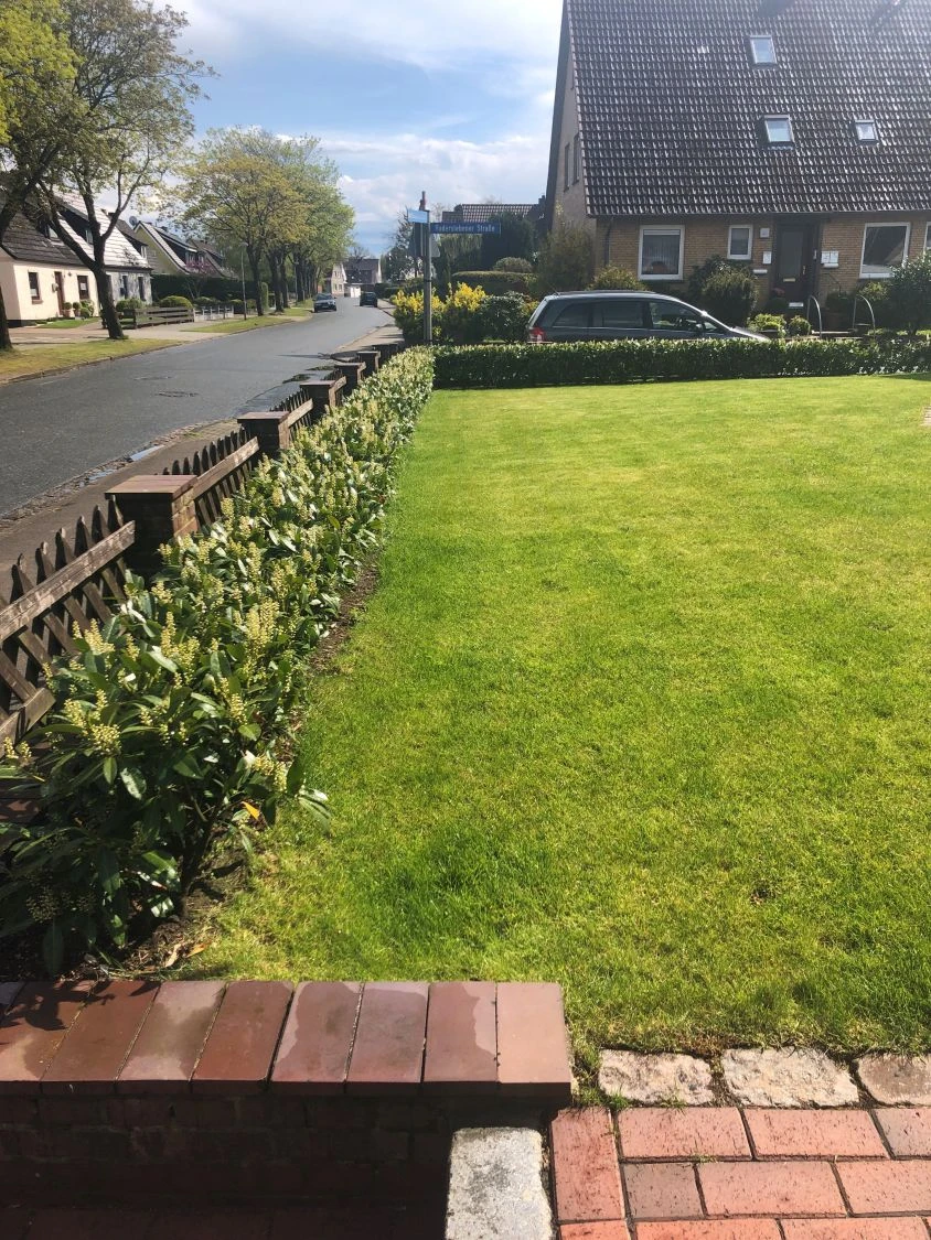 Aufrechter Kirschlorbeer / Lorbeerkirsche 'Herbergii' 12 Aufrechter Kirschlorbeer / Lorbeerkirsche 'Herbergii' – Bild 12