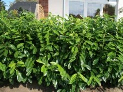 Aufrechter Kirschlorbeer / Lorbeerkirsche 'Herbergii'