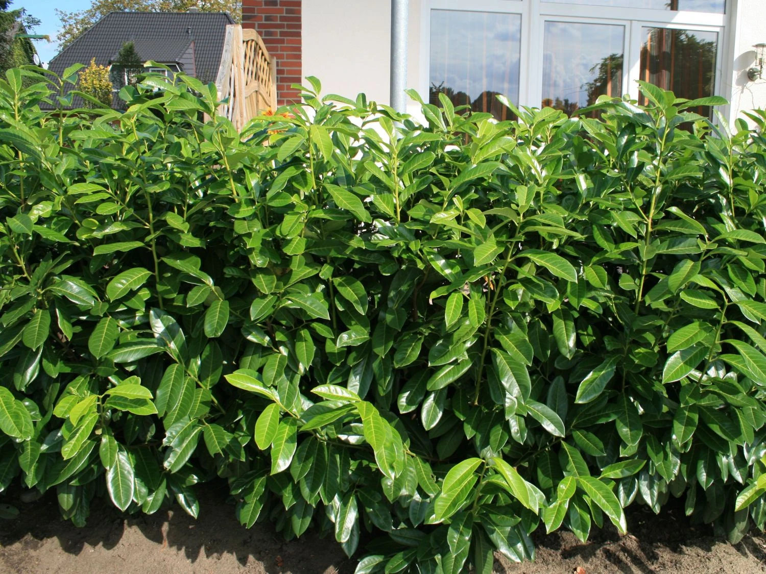 Aufrechter Kirschlorbeer / Lorbeerkirsche 'Herbergii' 1 Aufrechter Kirschlorbeer / Lorbeerkirsche 'Herbergii'