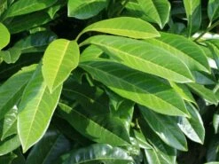 Aufrechter Kirschlorbeer / Lorbeerkirsche 'Herbergii' 18 Aufrechter Kirschlorbeer / Lorbeerkirsche 'Herbergii' -Edelrosen Geschaft aufrechter kirschlorbeer lorbeerkirsche herbergii m002192 w 0