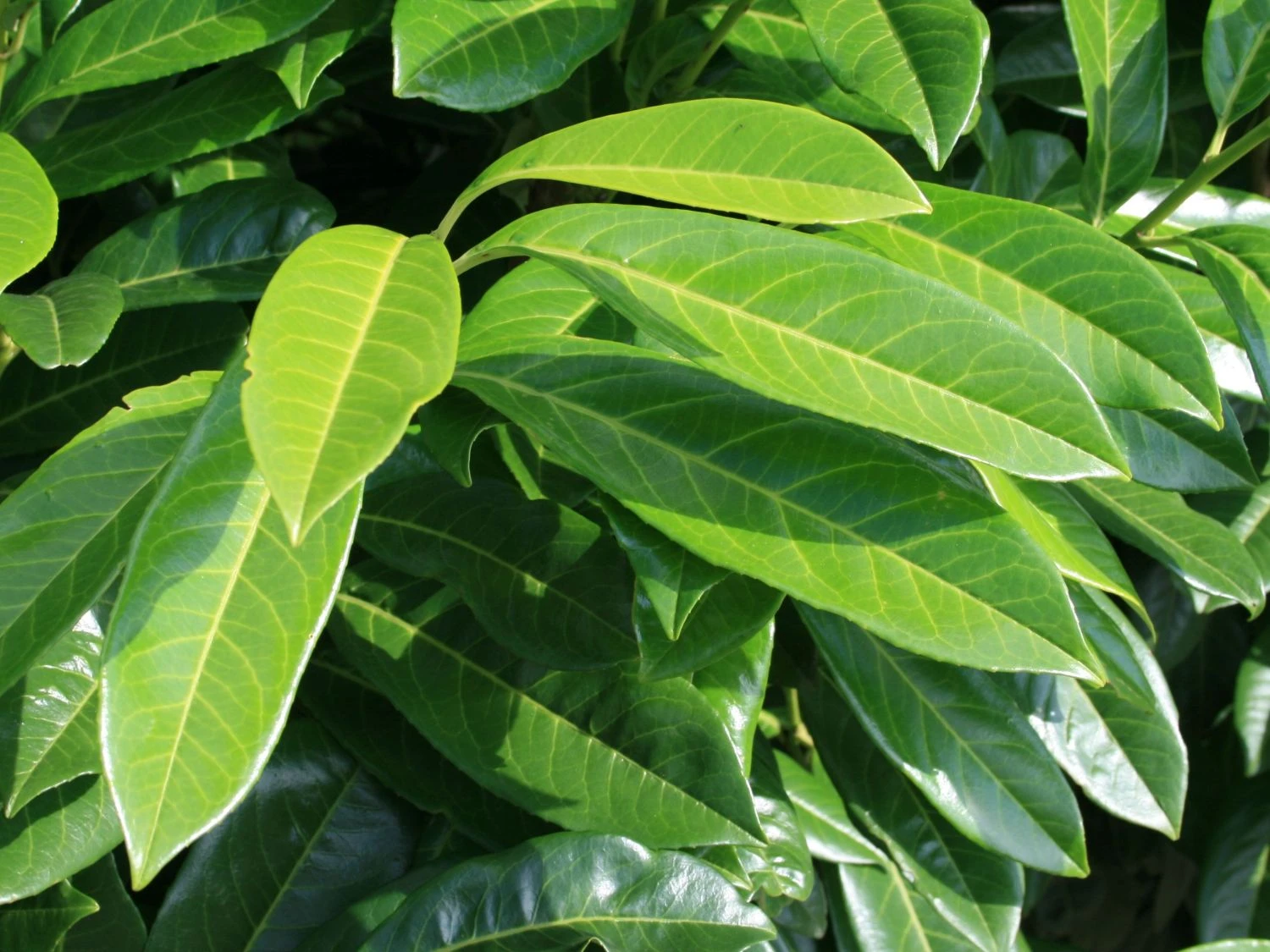 Aufrechter Kirschlorbeer / Lorbeerkirsche 'Herbergii' 6 Aufrechter Kirschlorbeer / Lorbeerkirsche 'Herbergii' – Bild 6